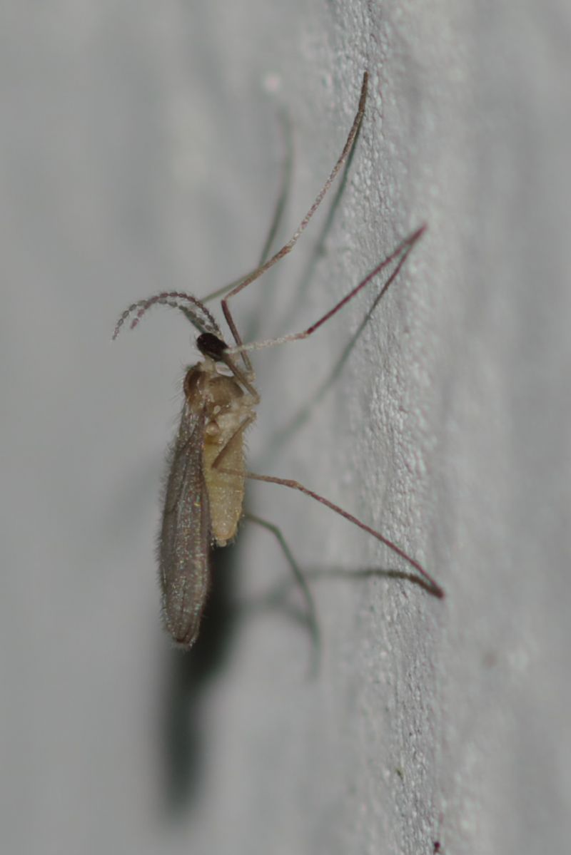 Cecidomyiidae